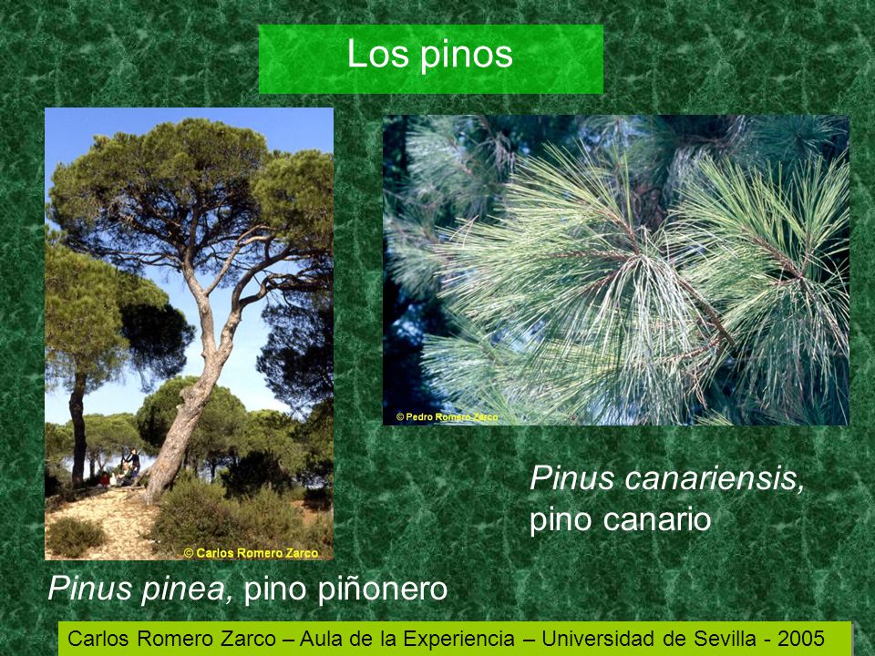 Los pinos Pinus canariensis, pino canario Pinus pinea, pino piñonero