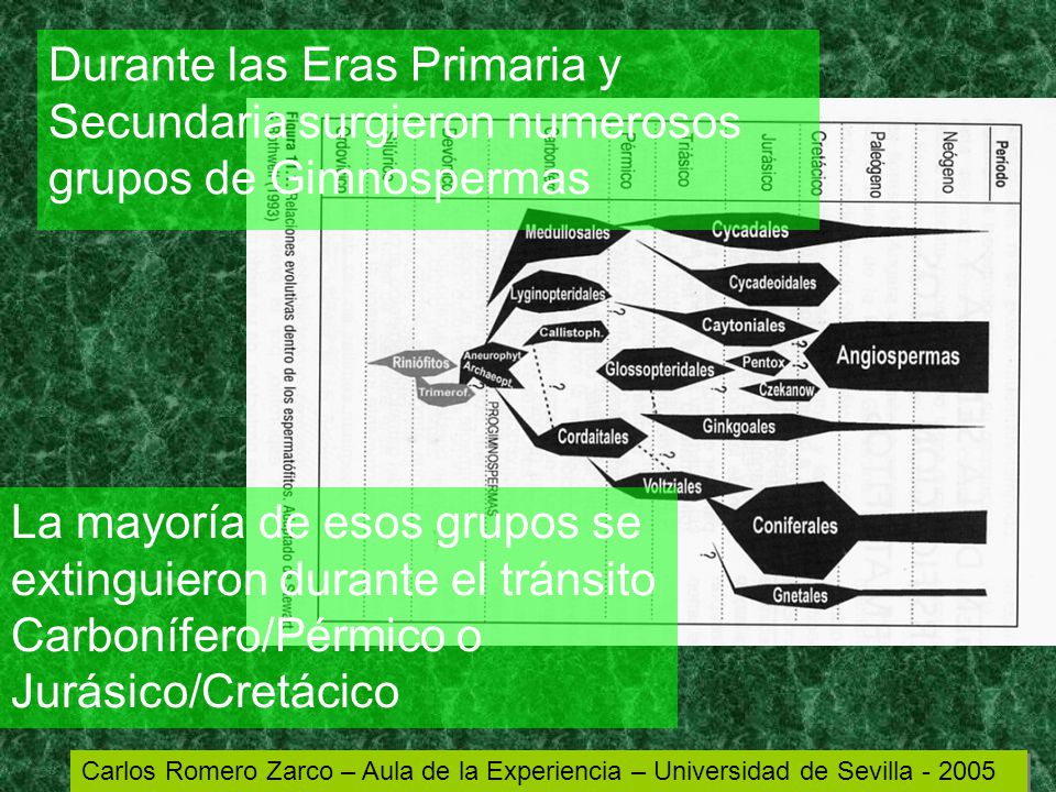 Durante las Eras Primaria y Secundaria surgieron numerosos grupos de Gimnospermas