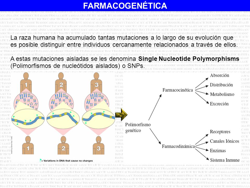 (Polimorfismos de nucleótidos aislados) o SNPs.
