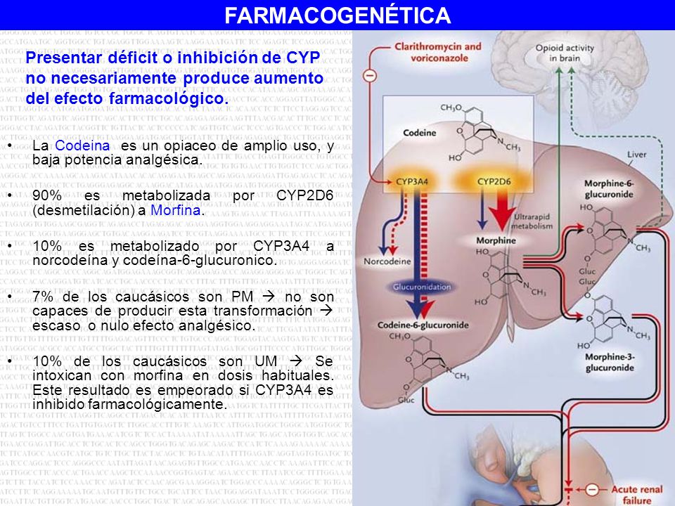 Presentar déficit o inhibición de CYP no necesariamente produce aumento del efecto farmacológico.