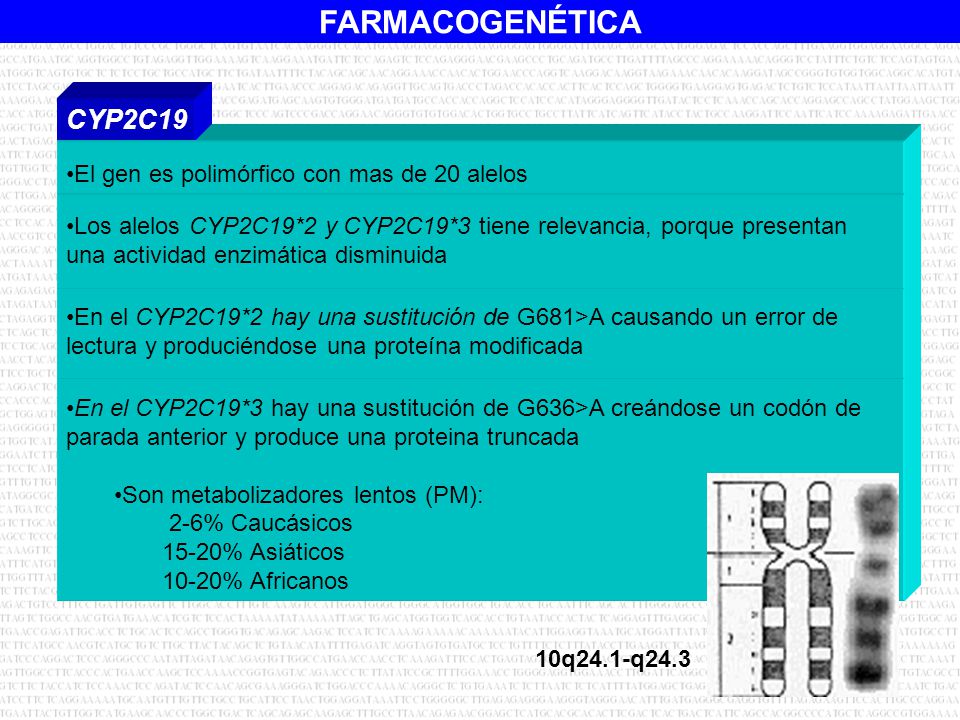 CYP2C19 El gen es polimórfico con mas de 20 alelos
