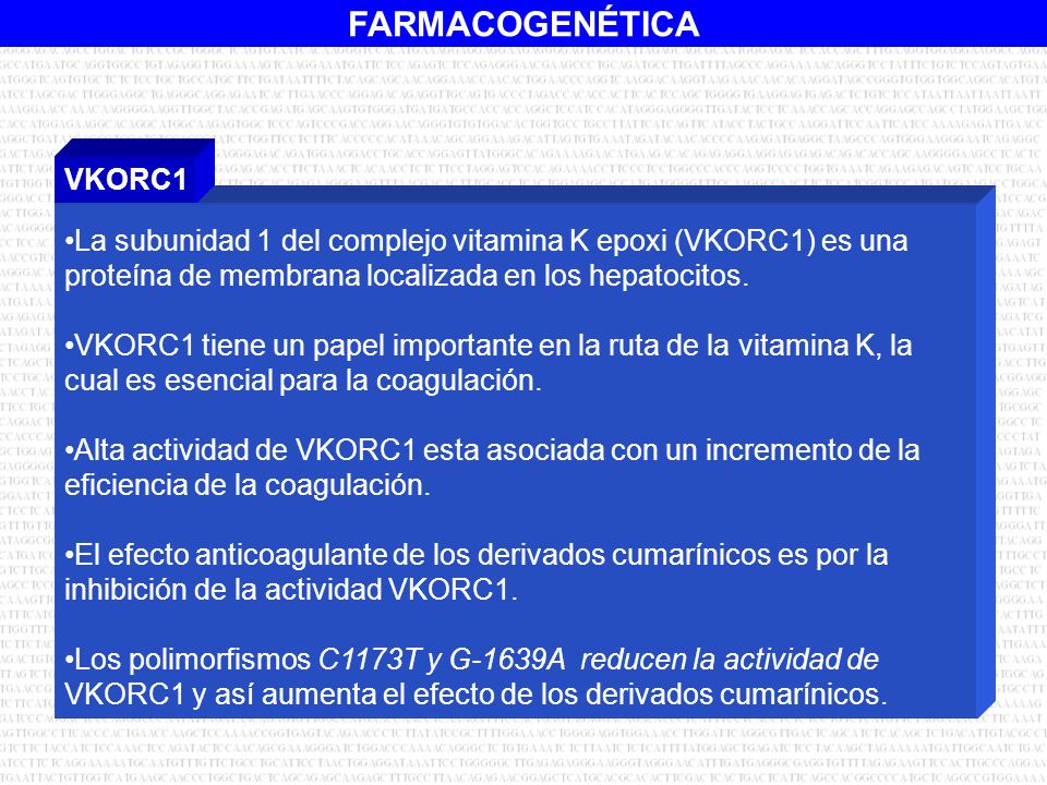 VKORC1 La subunidad 1 del complejo vitamina K epoxi (VKORC1) es una proteína de membrana localizada en los hepatocitos.