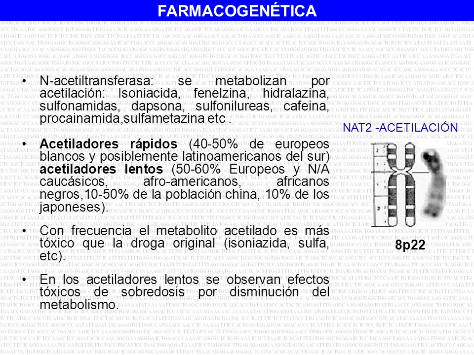 N-acetiltransferasa: se metabolizan por acetilación: Isoniacida, fenelzina, hidralazina, sulfonamidas, dapsona, sulfonilureas, cafeina, procainamida,sulfametazina etc .