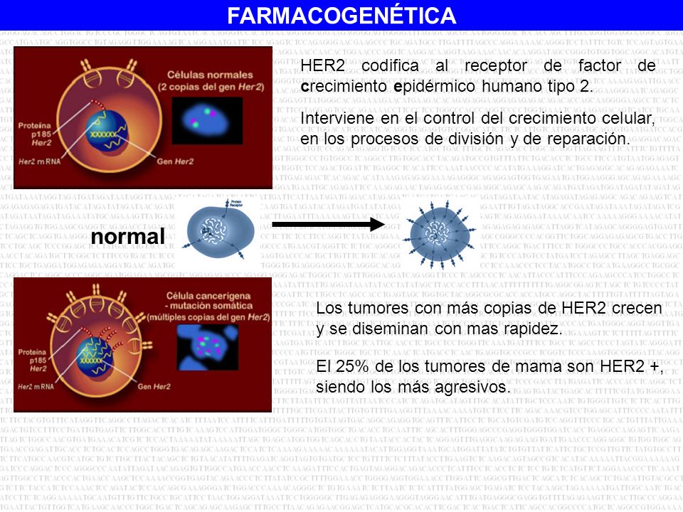 HER2 codifica al receptor de factor de crecimiento epidérmico humano tipo 2.