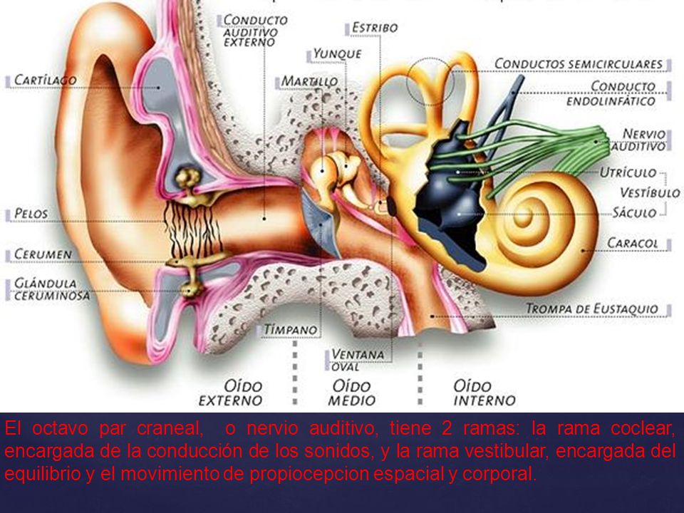 El octavo par craneal, o nervio auditivo, tiene 2 ramas: la rama coclear, encargada de la conducción de los sonidos, y la rama vestibular, encargada del equilibrio y el movimiento de propiocepcion espacial y corporal.