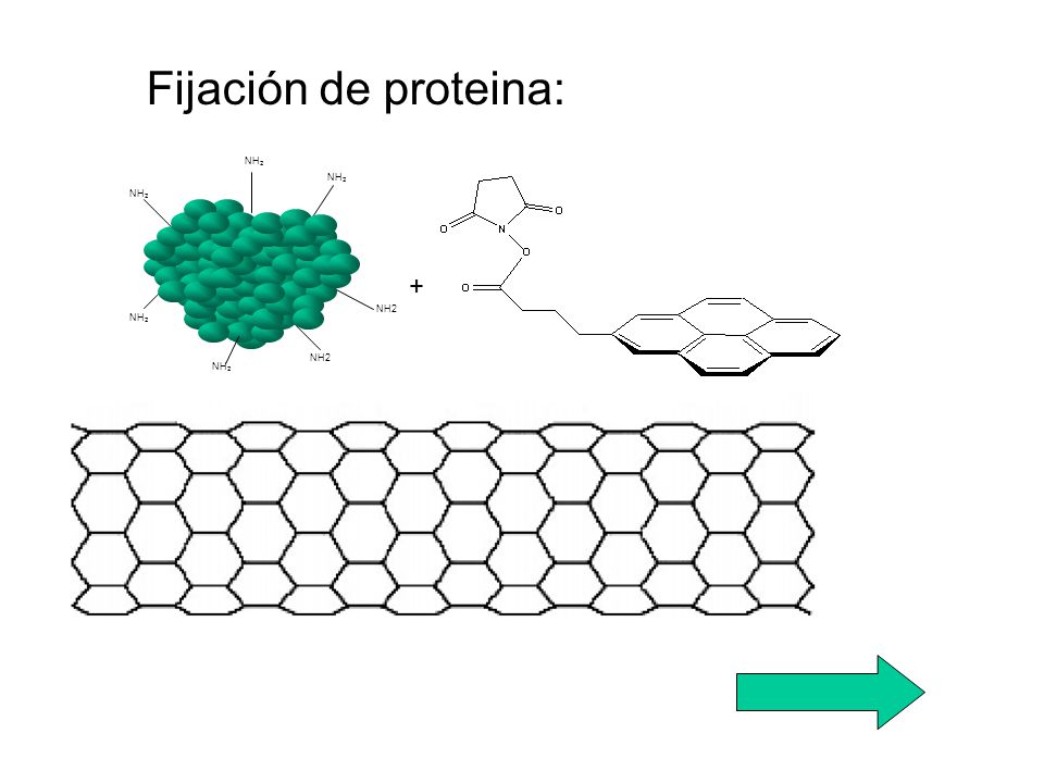 Fijación de proteina: NH2 NH2 NH2 + NH2 NH2 NH2 NH2