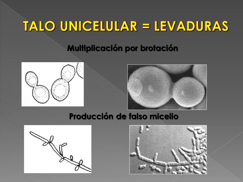 TALO UNICELULAR = LEVADURAS