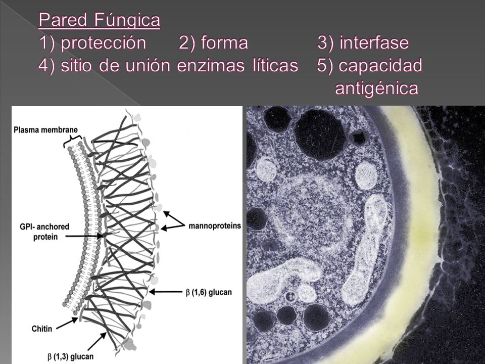 Pared Fúngica 1) protección 2) forma 3) interfase 4) sitio de unión enzimas líticas 5) capacidad antigénica