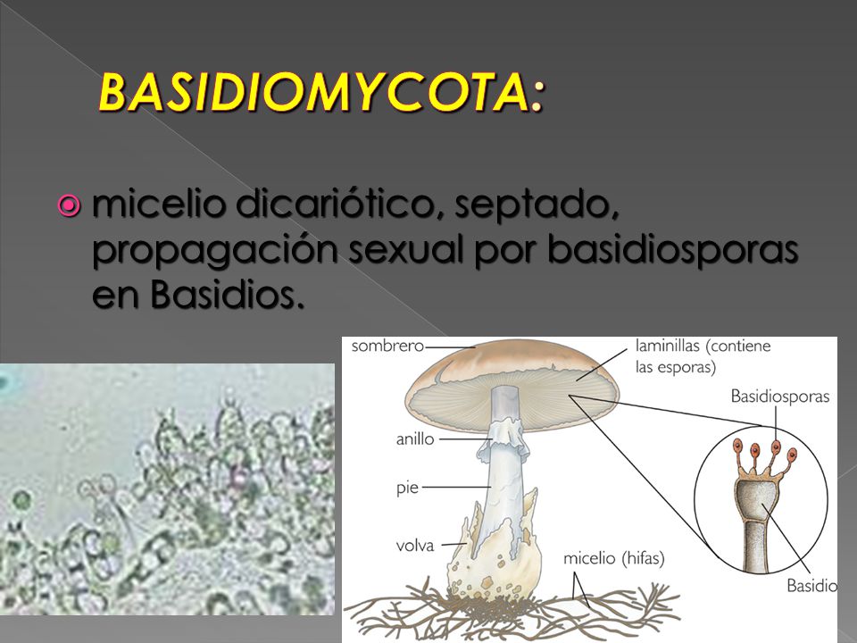 BASIDIOMYCOTA: micelio dicariótico, septado, propagación sexual por basidiosporas en Basidios.