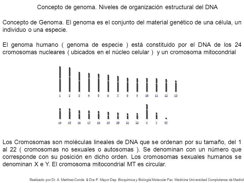Concepto de genoma. Niveles de organización estructural del DNA