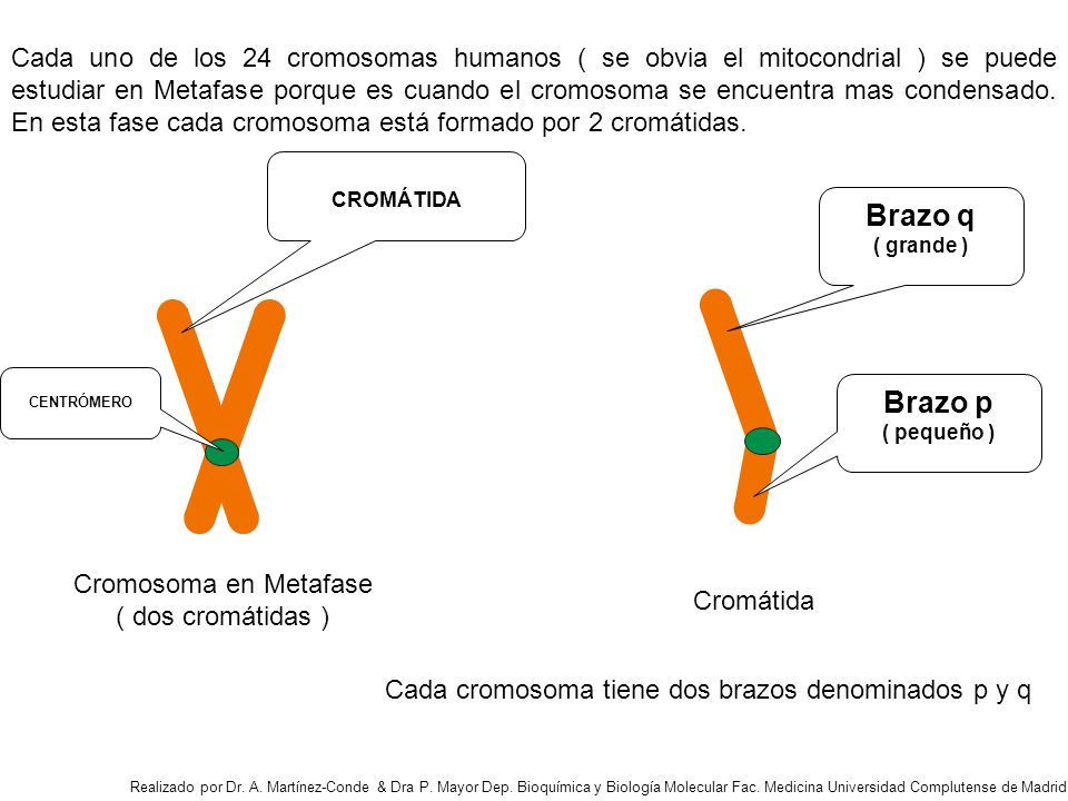 Cada uno de los 24 cromosomas humanos ( se obvia el mitocondrial ) se puede estudiar en Metafase porque es cuando el cromosoma se encuentra mas condensado. En esta fase cada cromosoma está formado por 2 cromátidas.