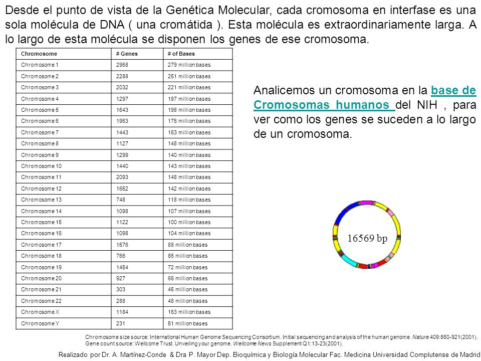 Desde el punto de vista de la Genética Molecular, cada cromosoma en interfase es una sola molécula de DNA ( una cromátida ). Esta molécula es extraordinariamente larga. A lo largo de esta molécula se disponen los genes de ese cromosoma.