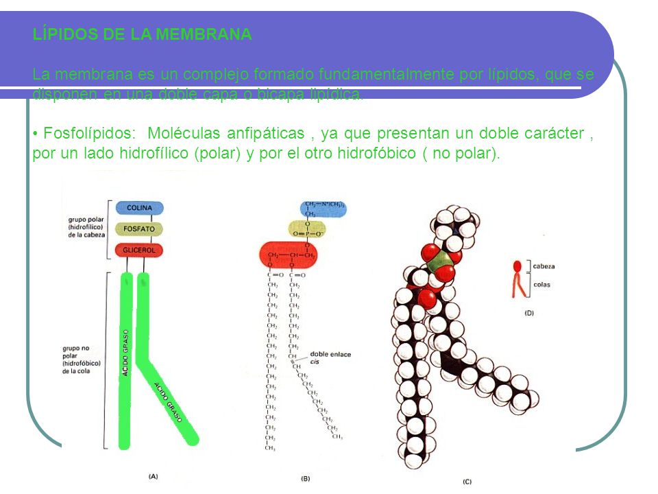 LÍPIDOS DE LA MEMBRANA La membrana es un complejo formado fundamentalmente por lípidos, que se disponen en una doble capa o bicapa lipídica.