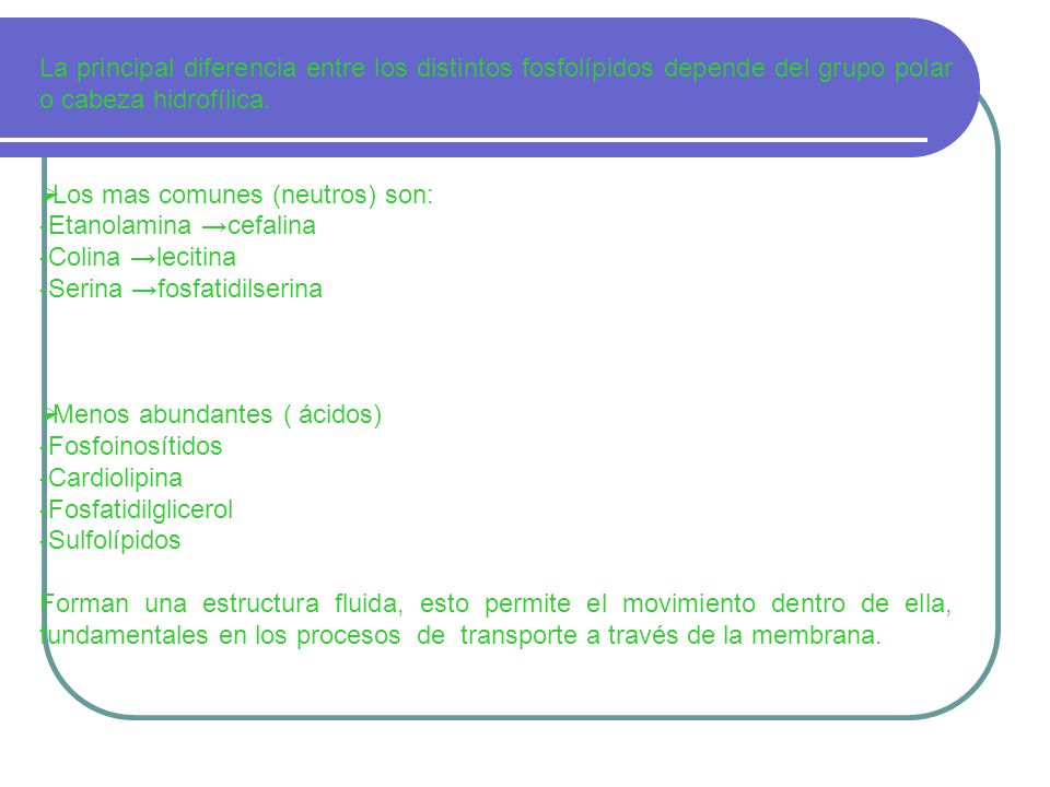 La principal diferencia entre los distintos fosfolípidos depende del grupo polar o cabeza hidrofílica.