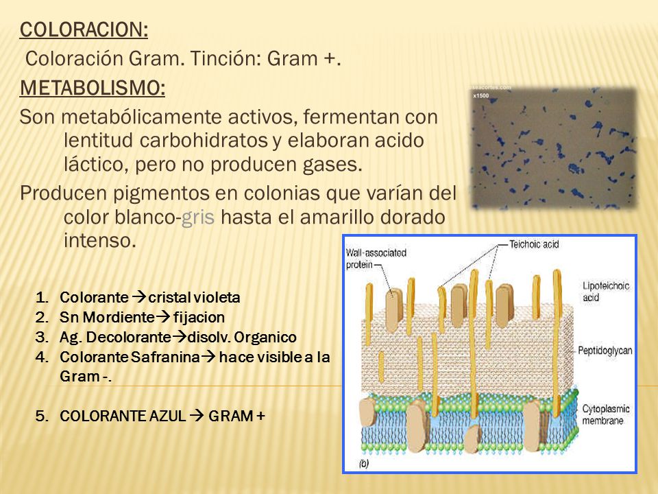 Coloración Gram. Tinción: Gram +. METABOLISMO: