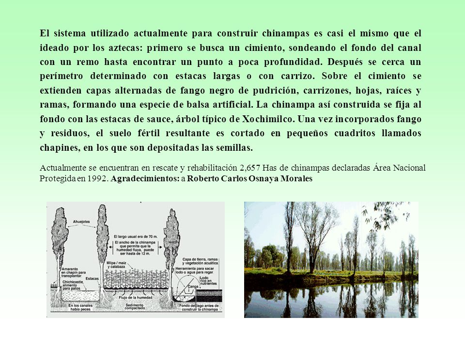 El sistema utilizado actualmente para construir chinampas es casi el mismo que el ideado por los aztecas: primero se busca un cimiento, sondeando el fondo del canal con un remo hasta encontrar un punto a poca profundidad. Después se cerca un perímetro determinado con estacas largas o con carrizo. Sobre el cimiento se extienden capas alternadas de fango negro de pudrición, carrizones, hojas, raíces y ramas, formando una especie de balsa artificial. La chinampa así construida se fija al fondo con las estacas de sauce, árbol típico de Xochimilco. Una vez incorporados fango y residuos, el suelo fértil resultante es cortado en pequeños cuadritos llamados chapines, en los que son depositadas las semillas.