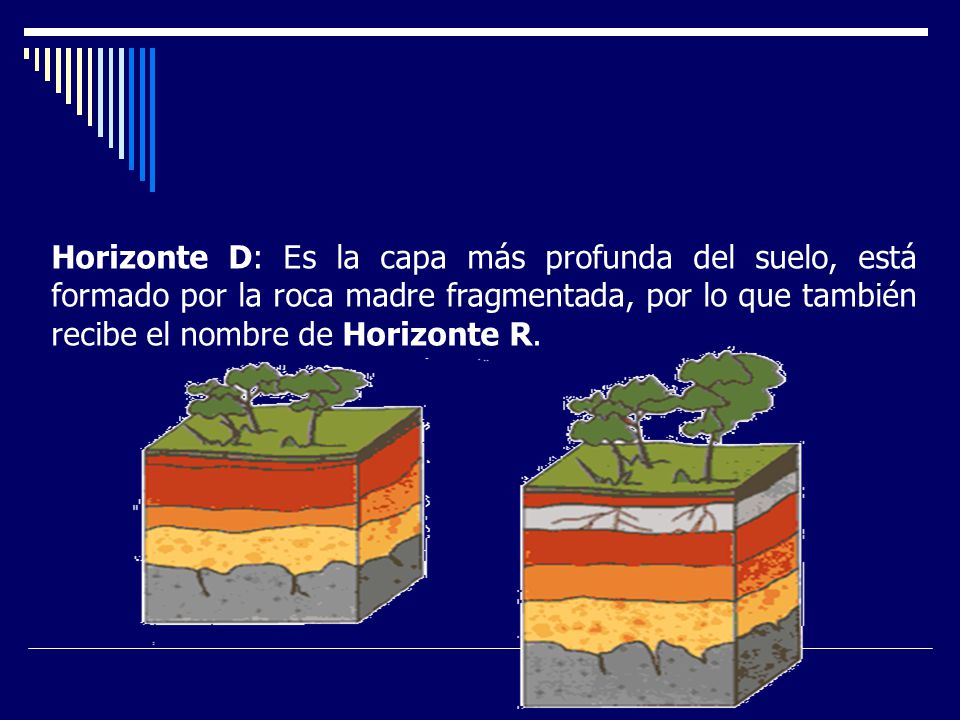 Horizonte D: Es la capa más profunda del suelo, está formado por la roca madre fragmentada, por lo que también recibe el nombre de Horizonte R.