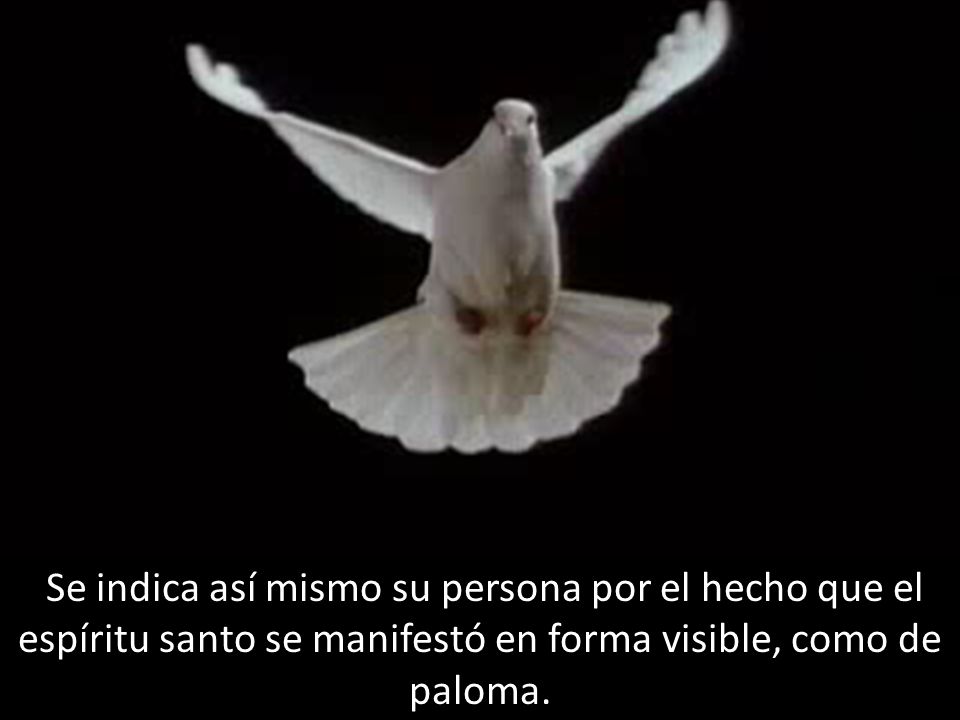 Se indica así mismo su persona por el hecho que el espíritu santo se manifestó en forma visible, como de paloma.