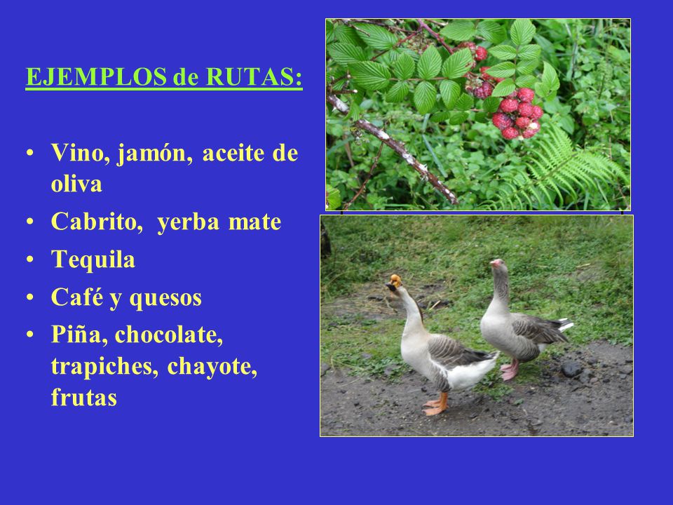 EJEMPLOS de RUTAS: Vino, jamón, aceite de oliva. Cabrito, yerba mate.