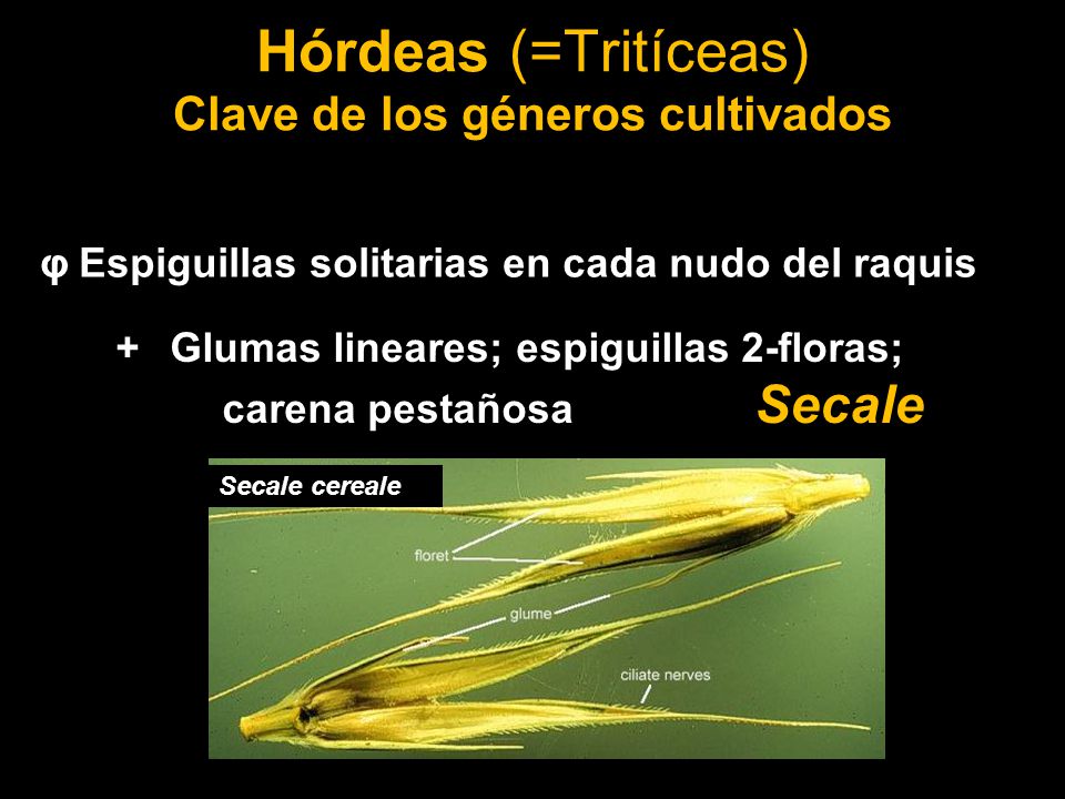 Hórdeas (=Tritíceas) Clave de los géneros cultivados