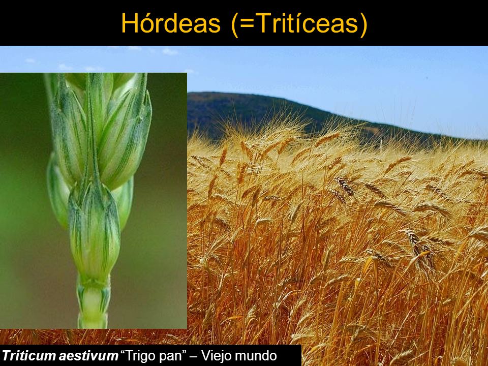 Hórdeas (=Tritíceas) Triticum aestivum Trigo pan – Viejo mundo (cereal)