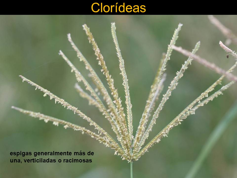 Clorídeas espigas generalmente más de una, verticiladas o racimosas