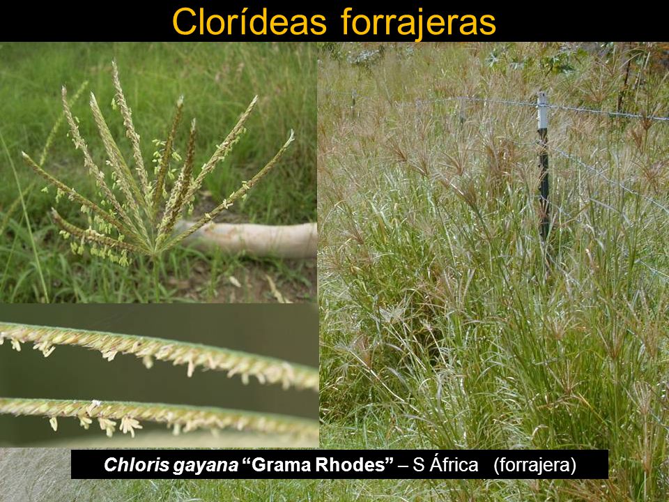Chloris gayana Grama Rhodes – S África (forrajera)
