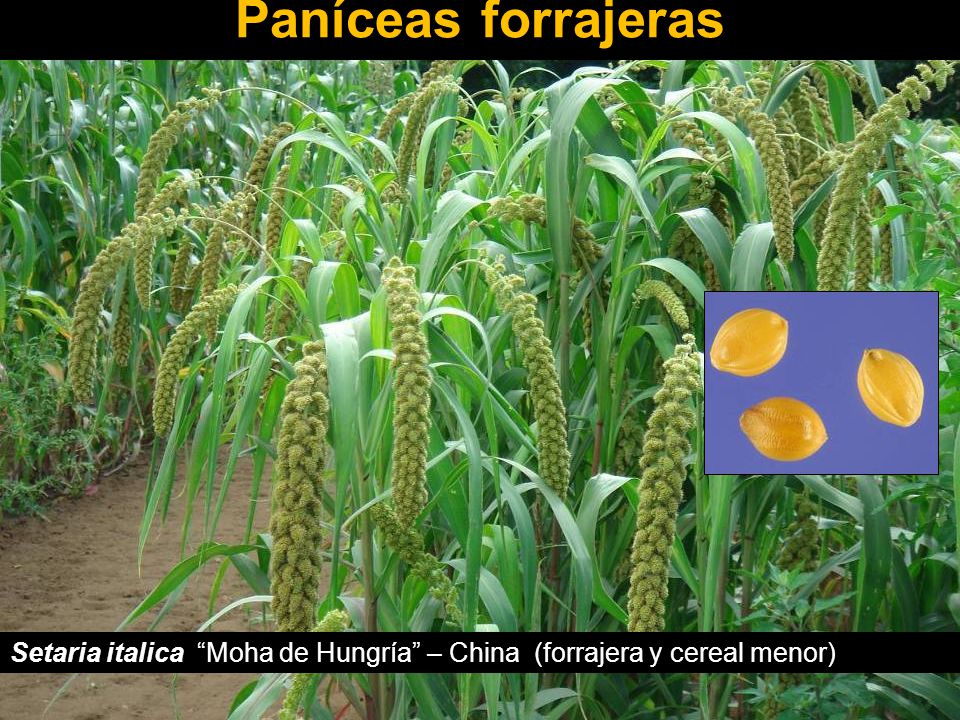 Paníceas forrajeras Setaria italica Moha de Hungría – China (forrajera y cereal menor)