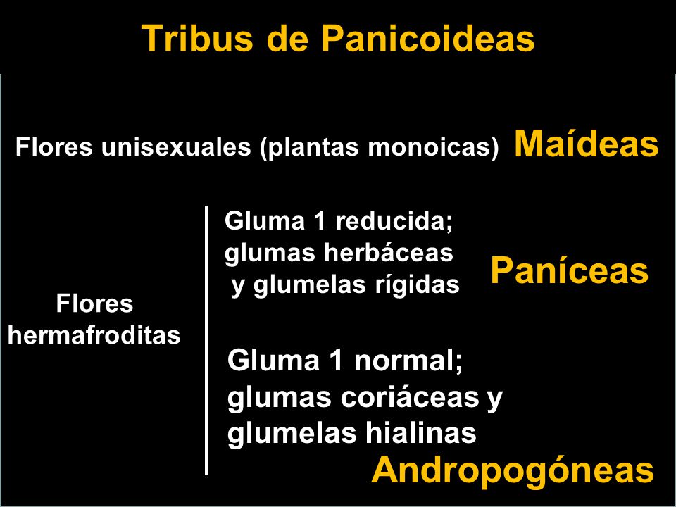Tribus de Panicoideas Maídeas Paníceas Andropogóneas Gluma 1 normal;