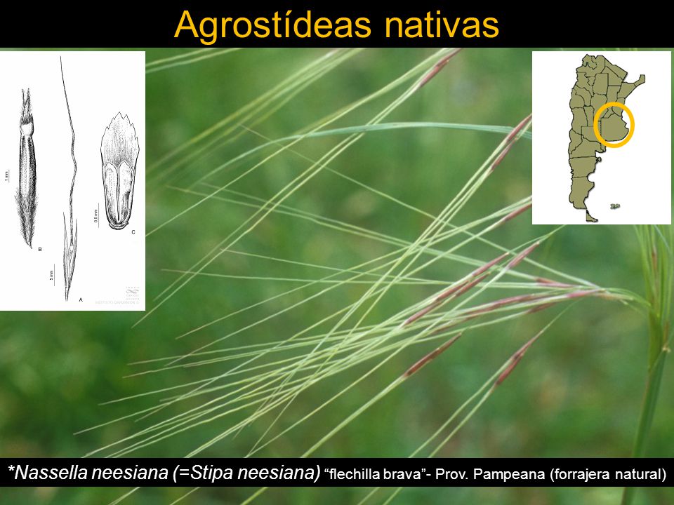 Agrostídeas nativas *Nassella neesiana (=Stipa neesiana) flechilla brava - Prov.