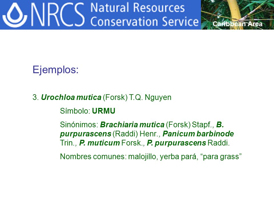 Ejemplos: 3. Urochloa mutica (Forsk) T.Q. Nguyen Símbolo: URMU