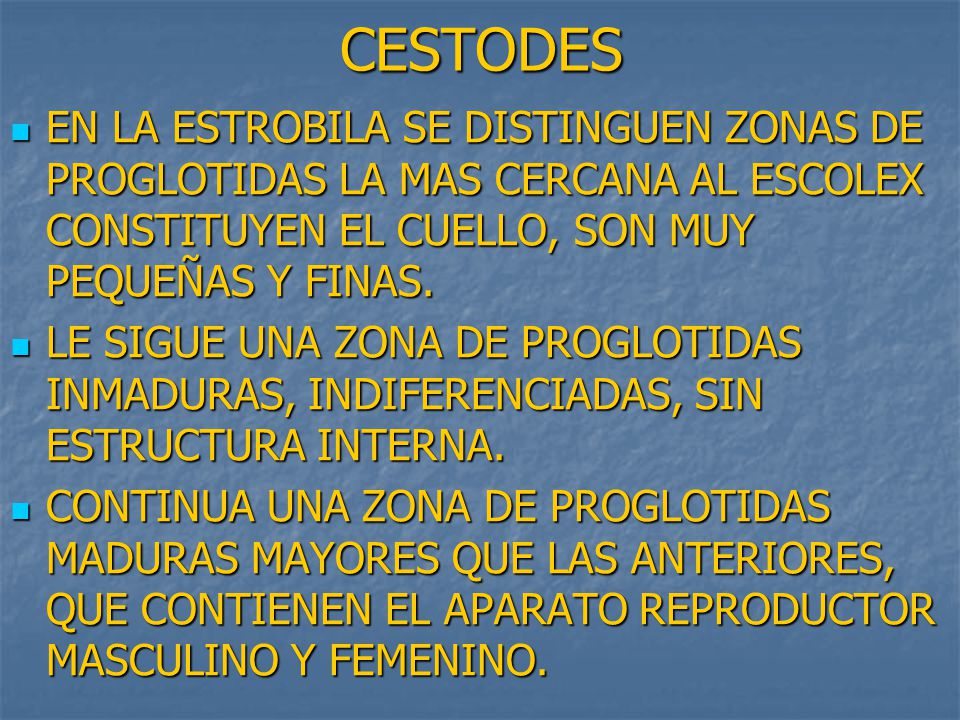CESTODES EN LA ESTROBILA SE DISTINGUEN ZONAS DE PROGLOTIDAS LA MAS CERCANA AL ESCOLEX CONSTITUYEN EL CUELLO, SON MUY PEQUEÑAS Y FINAS.