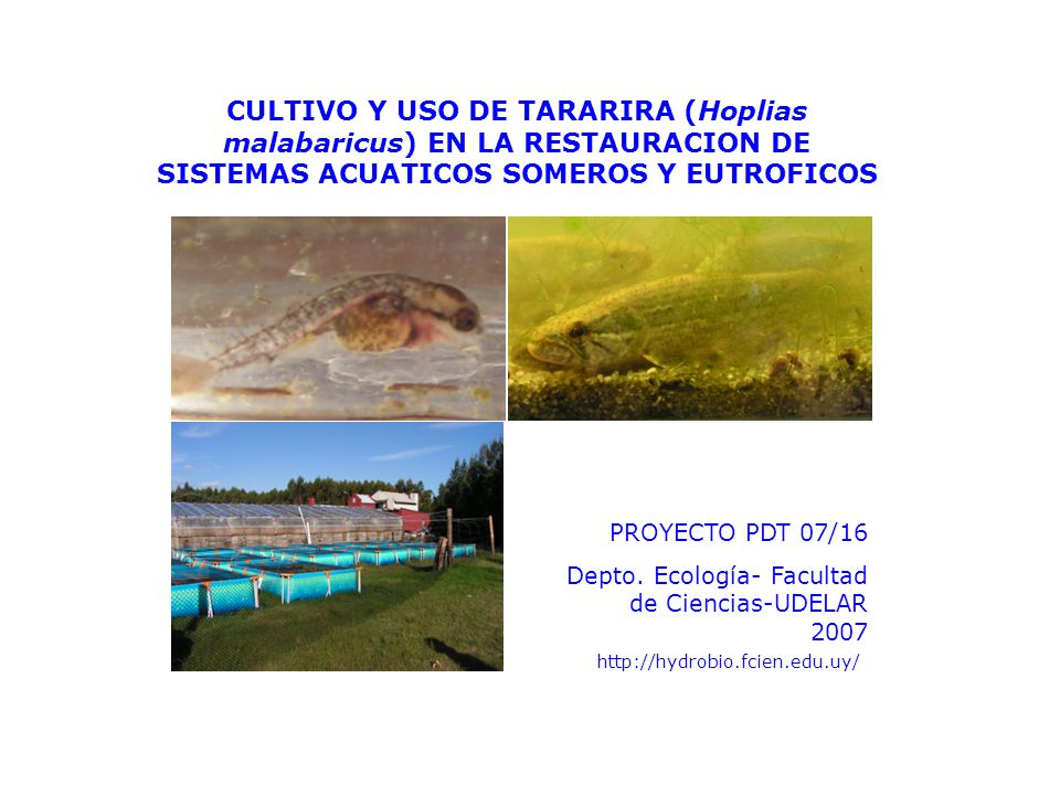 CULTIVO Y USO DE TARARIRA (Hoplias malabaricus) EN LA RESTAURACION DE SISTEMAS ACUATICOS SOMEROS Y EUTROFICOS
