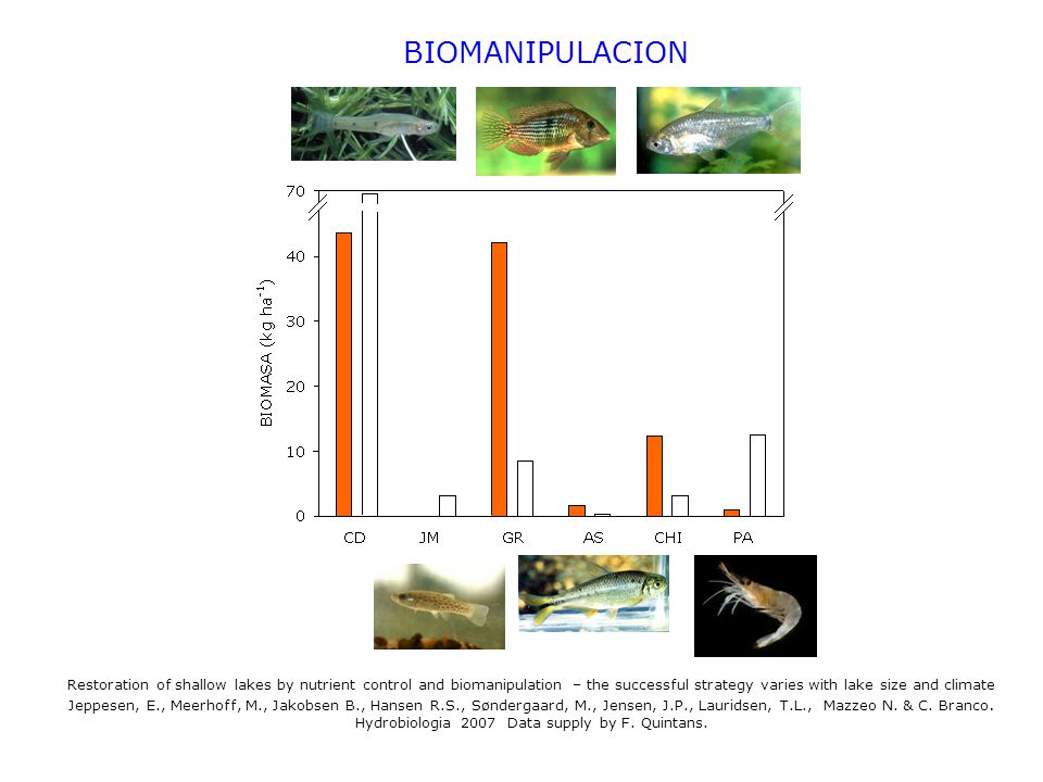 BIOMANIPULACION Restoration of shallow lakes by nutrient control and biomanipulation – the successful strategy varies with lake size and climate.