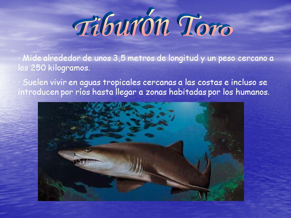 Tiburón Toro · Mide alrededor de unos 3,5 metros de longitud y un peso cercano a los 250 kilogramos.