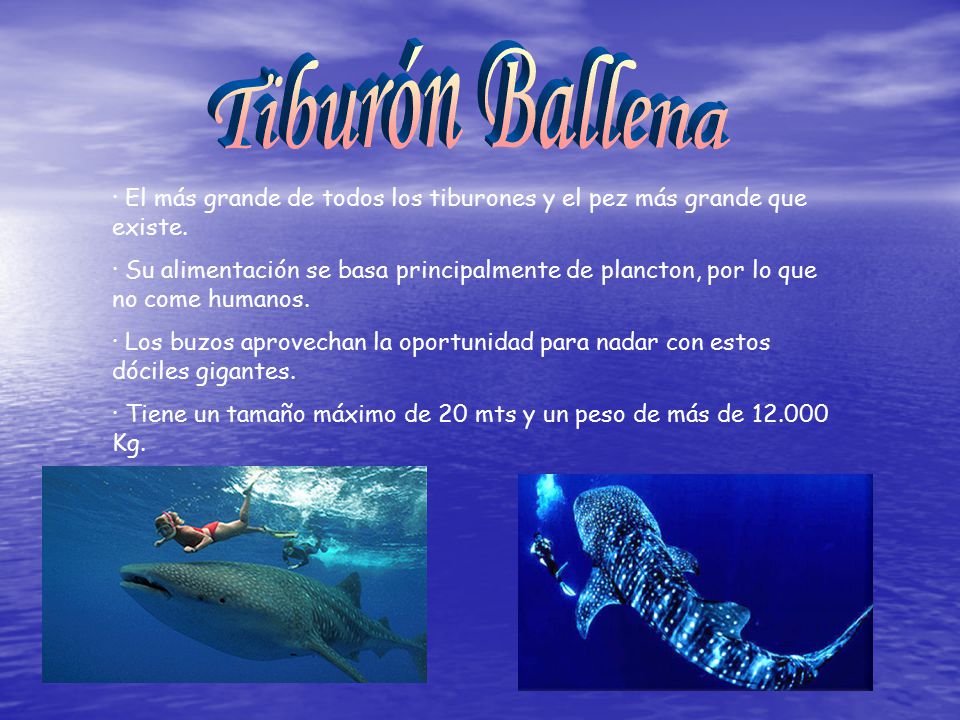 Tiburón Ballena · El más grande de todos los tiburones y el pez más grande que existe.