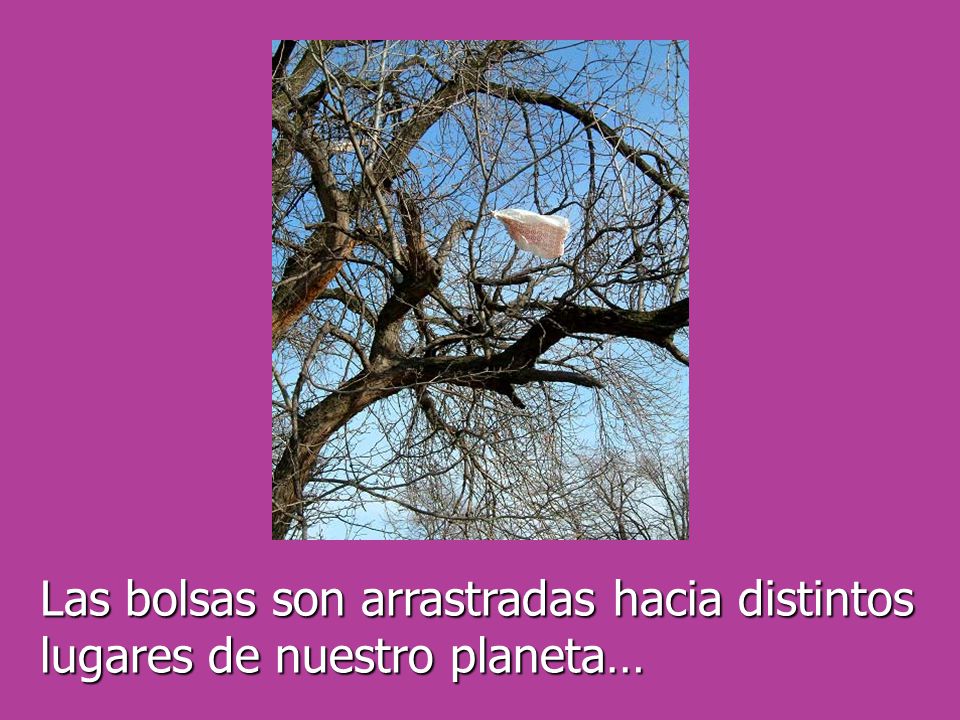 Las bolsas son arrastradas hacia distintos lugares de nuestro planeta…