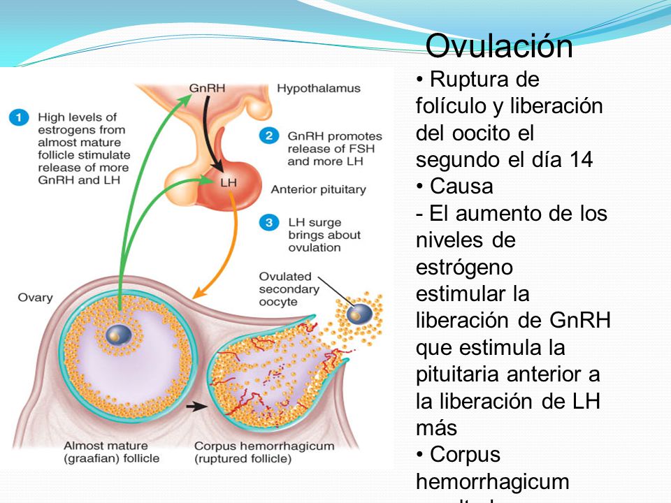 Ovulación • Ruptura de folículo y liberación del oocito el segundo el día 14 • Causa - El aumento de los niveles de estrógeno estimular la liberación de GnRH que estimula la pituitaria anterior a la liberación de LH más • Corpus hemorrhagicum resultados