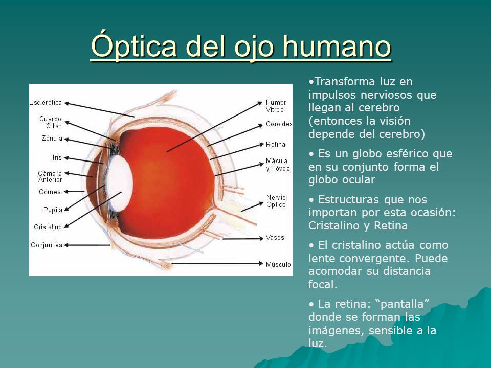 Óptica del ojo humano Transforma luz en impulsos nerviosos que llegan al cerebro (entonces la visión depende del cerebro)