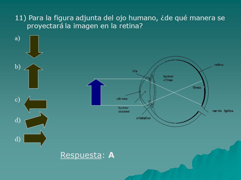 11) Para la figura adjunta del ojo humano, ¿de qué manera se proyectará la imagen en la retina