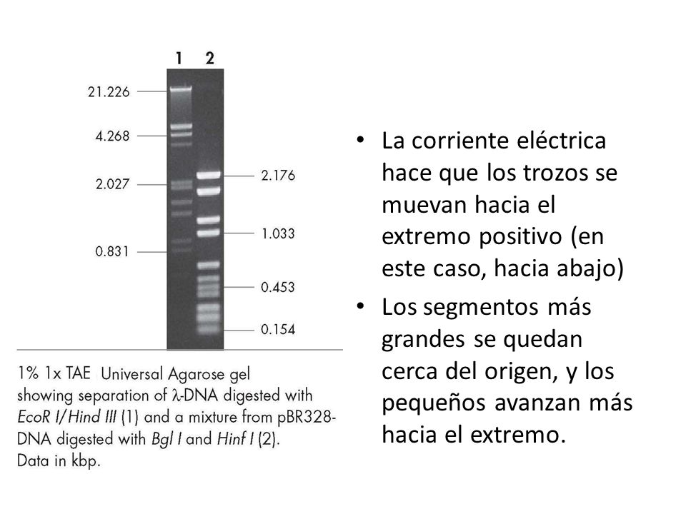 La corriente eléctrica hace que los trozos se muevan hacia el extremo positivo (en este caso, hacia abajo)