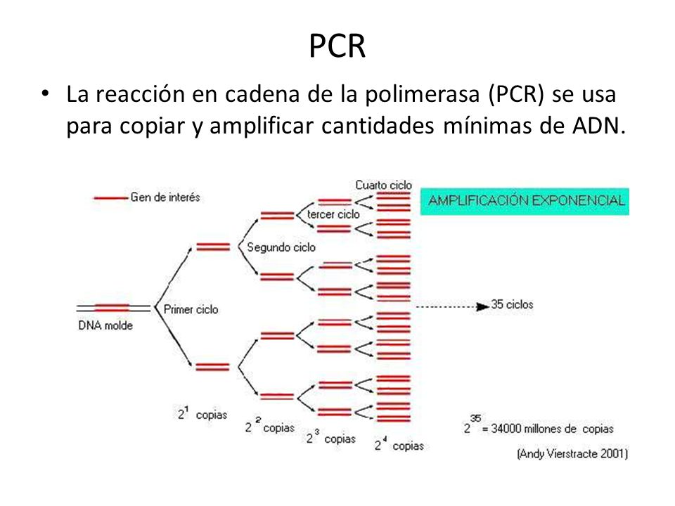 PCR La reacción en cadena de la polimerasa (PCR) se usa para copiar y amplificar cantidades mínimas de ADN.