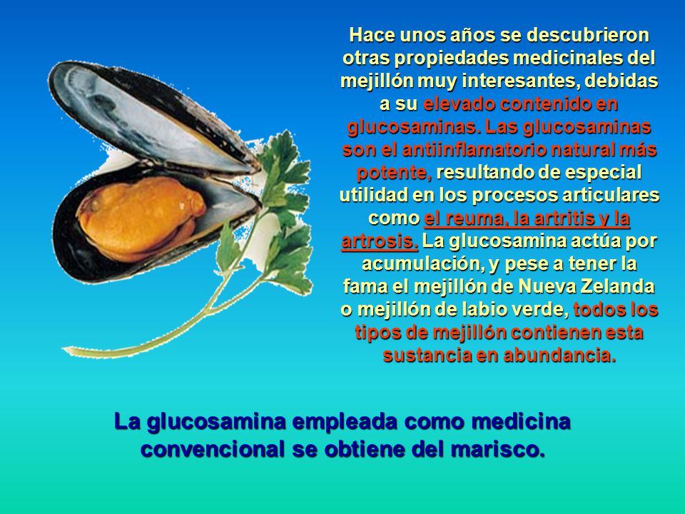 Hace unos años se descubrieron otras propiedades medicinales del mejillón muy interesantes, debidas a su elevado contenido en glucosaminas. Las glucosaminas son el antiinflamatorio natural más potente, resultando de especial utilidad en los procesos articulares como el reuma, la artritis y la artrosis. La glucosamina actúa por acumulación, y pese a tener la fama el mejillón de Nueva Zelanda o mejillón de labio verde, todos los tipos de mejillón contienen esta sustancia en abundancia.
