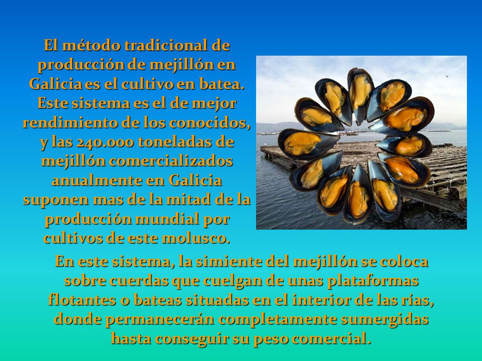 El método tradicional de producción de mejillón en Galicia es el cultivo en batea. Este sistema es el de mejor rendimiento de los conocidos, y las toneladas de mejillón comercializados anualmente en Galicia suponen mas de la mitad de la producción mundial por cultivos de este molusco.
