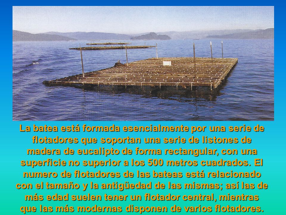 La batea está formada esencialmente por una serie de flotadores que soportan una serie de listones de madera de eucalipto de forma rectangular, con una superficie no superior a los 500 metros cuadrados.