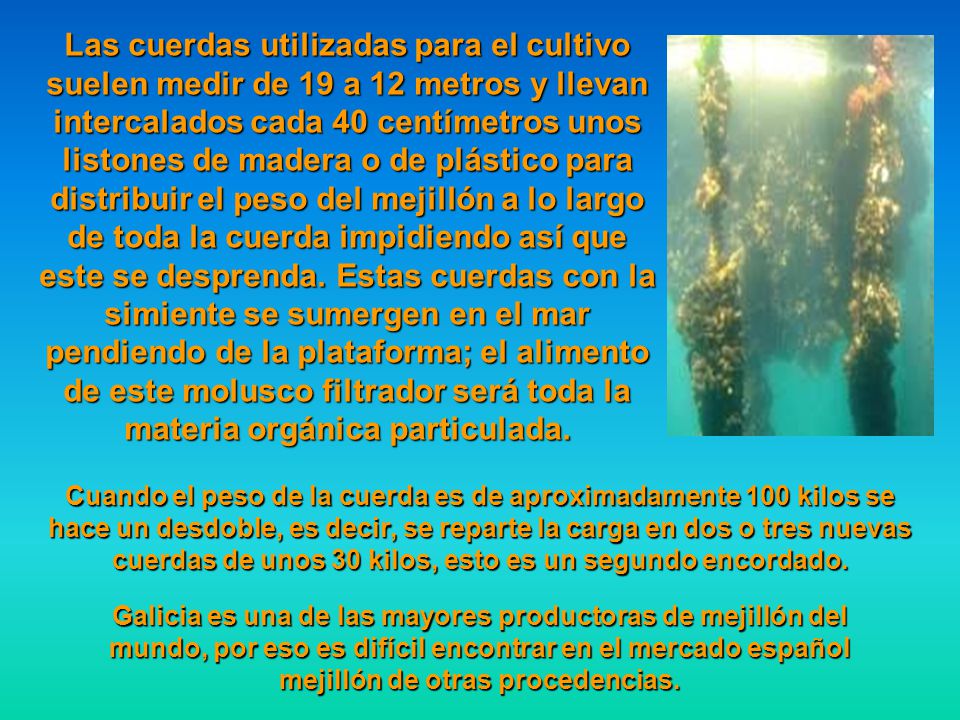 Las cuerdas utilizadas para el cultivo suelen medir de 19 a 12 metros y llevan intercalados cada 40 centímetros unos listones de madera o de plástico para distribuir el peso del mejillón a lo largo de toda la cuerda impidiendo así que este se desprenda. Estas cuerdas con la simiente se sumergen en el mar pendiendo de la plataforma; el alimento de este molusco filtrador será toda la materia orgánica particulada.