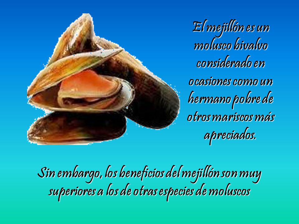 El mejillón es un molusco bivalvo considerado en ocasiones como un hermano pobre de otros mariscos más apreciados.