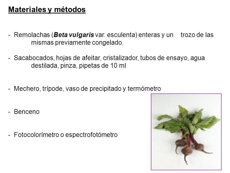 Materiales y métodos - Remolachas (Beta vulgaris var. esculenta) enteras y un trozo de las mismas previamente congelado.