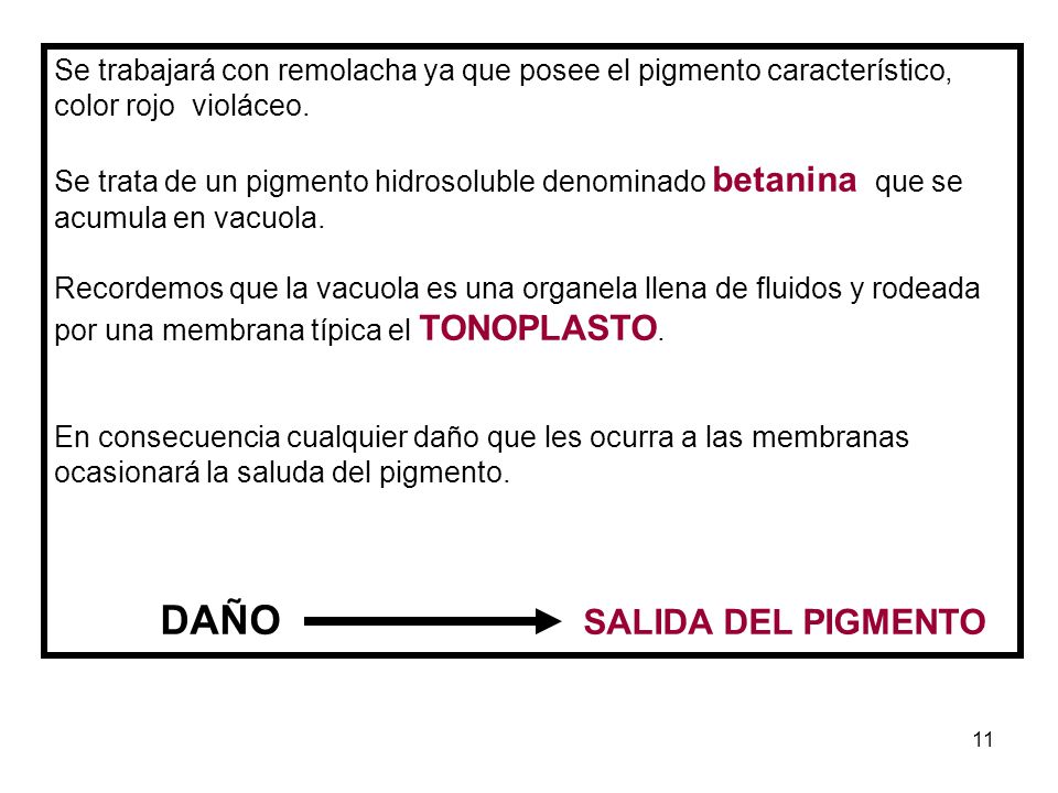 Se trabajará con remolacha ya que posee el pigmento característico, color rojo violáceo.