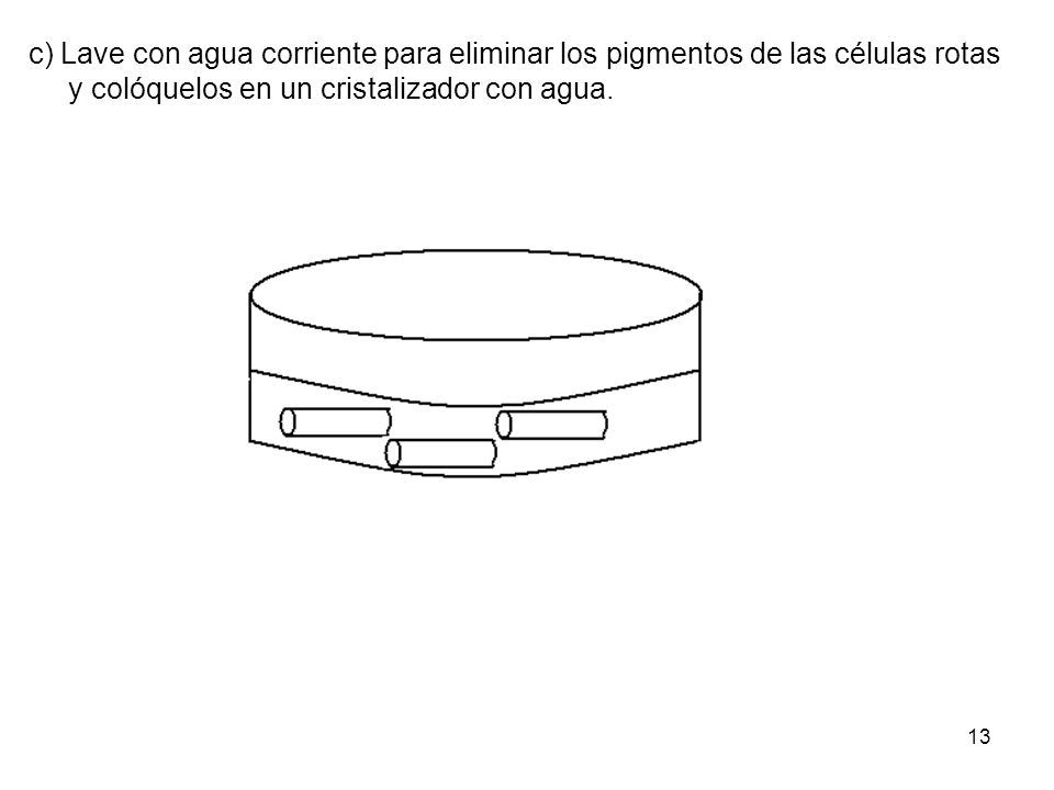 c) Lave con agua corriente para eliminar los pigmentos de las células rotas y colóquelos en un cristalizador con agua.